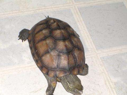 中华草龟寿命 中华草龟的寿命一般多少年