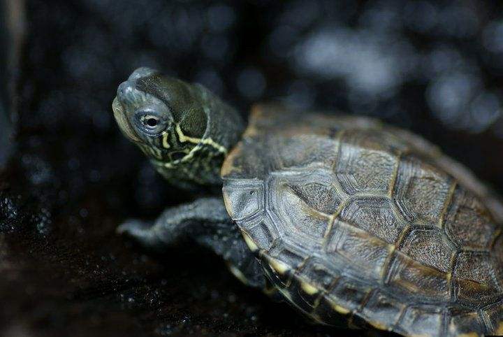 中华草龟能活多少年