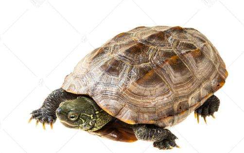 中华草龟喜欢吃什么 中华草龟爱吃什么东西