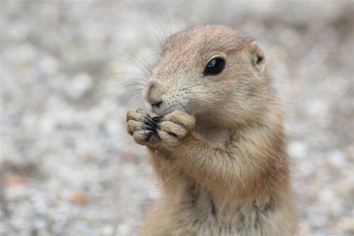 土拨鼠喜欢吃什么食物