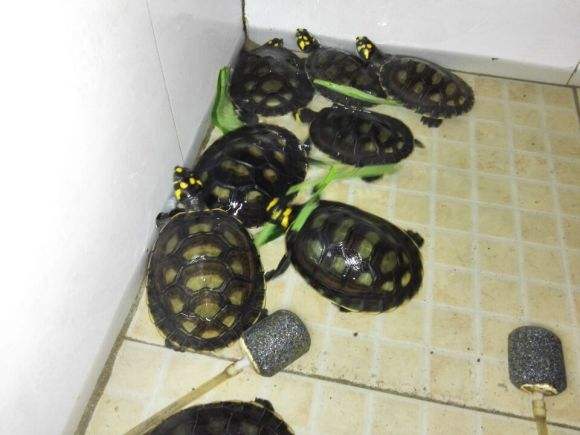 黄头侧颈龟是保护动物吗