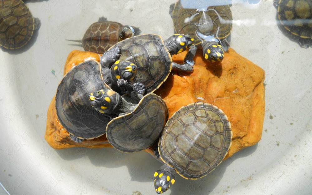 黄头侧颈龟是二级保护动物吗