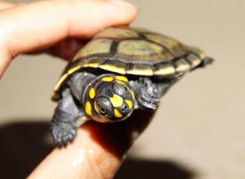黄头侧颈龟是深水龟吗