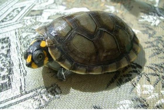 黄头侧颈龟可以深水养吗?