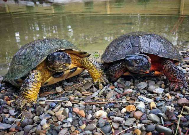埃及陆龟保护级别