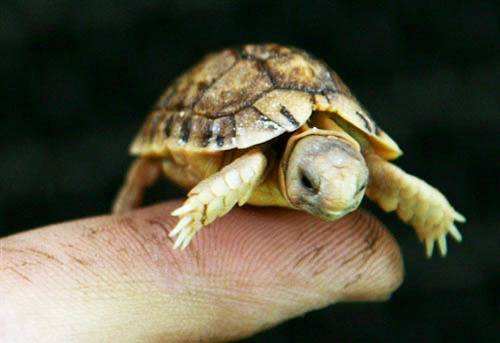 埃及陆龟能长多大 埃及陆龟最大能长多大