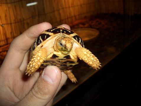 印度星斑陆龟价格 印度星斑陆龟的价格