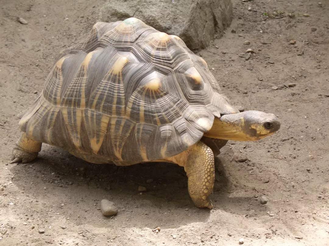 辐射陆龟与印度星龟区别