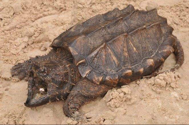 大鳄龟能冬眠吗