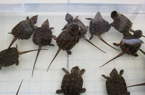 大鳄龟繁殖 大鳄龟的繁殖方式
