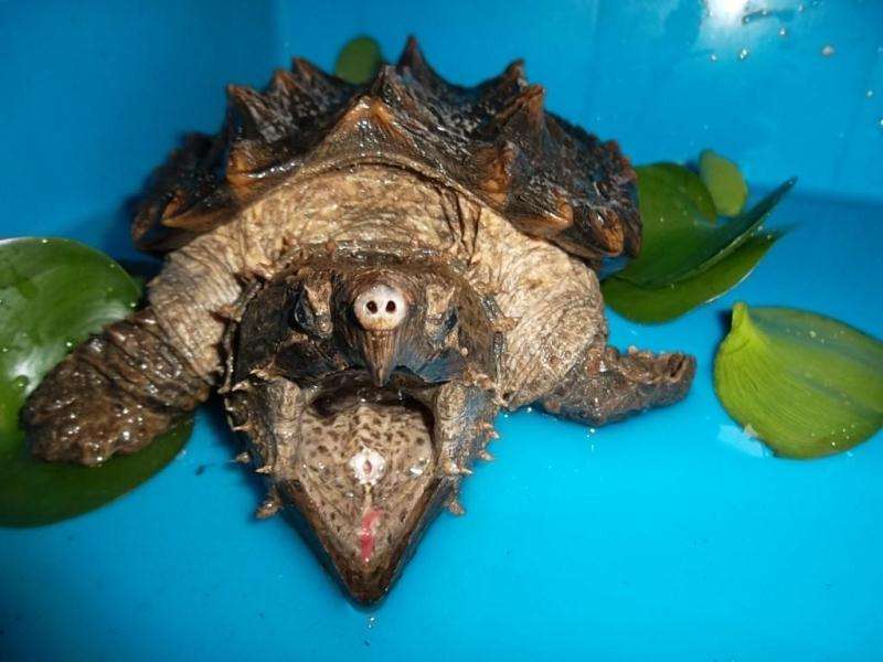 真鳄龟繁殖 真鳄龟如何繁殖