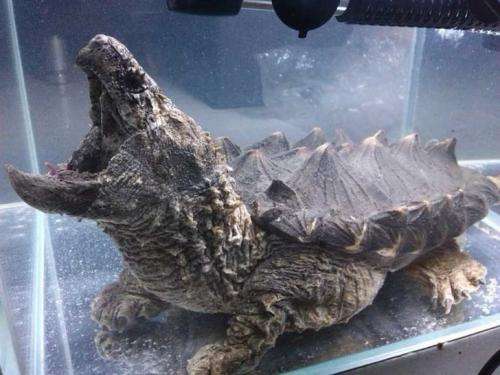 大鳄龟能长多大 大鳄龟可以长多大