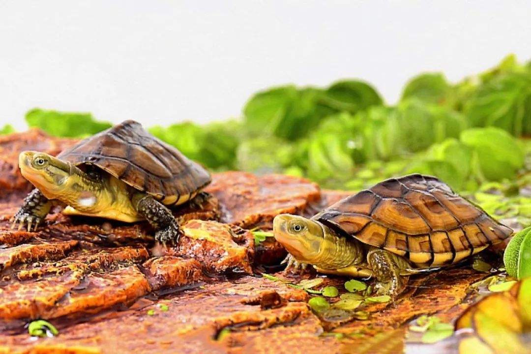 黄喉拟水龟怎么养 黄喉拟水龟如何饲养