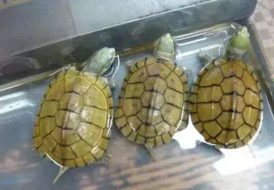 黄喉拟水龟的饲养 黄喉拟水龟饲养