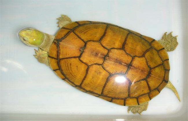 黄喉拟水龟好养吗