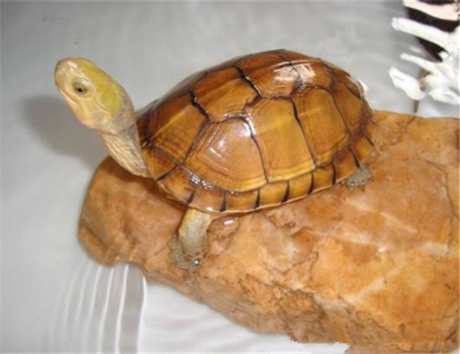 黄喉拟水龟喜欢吃什么 黄喉拟水龟爱吃什么