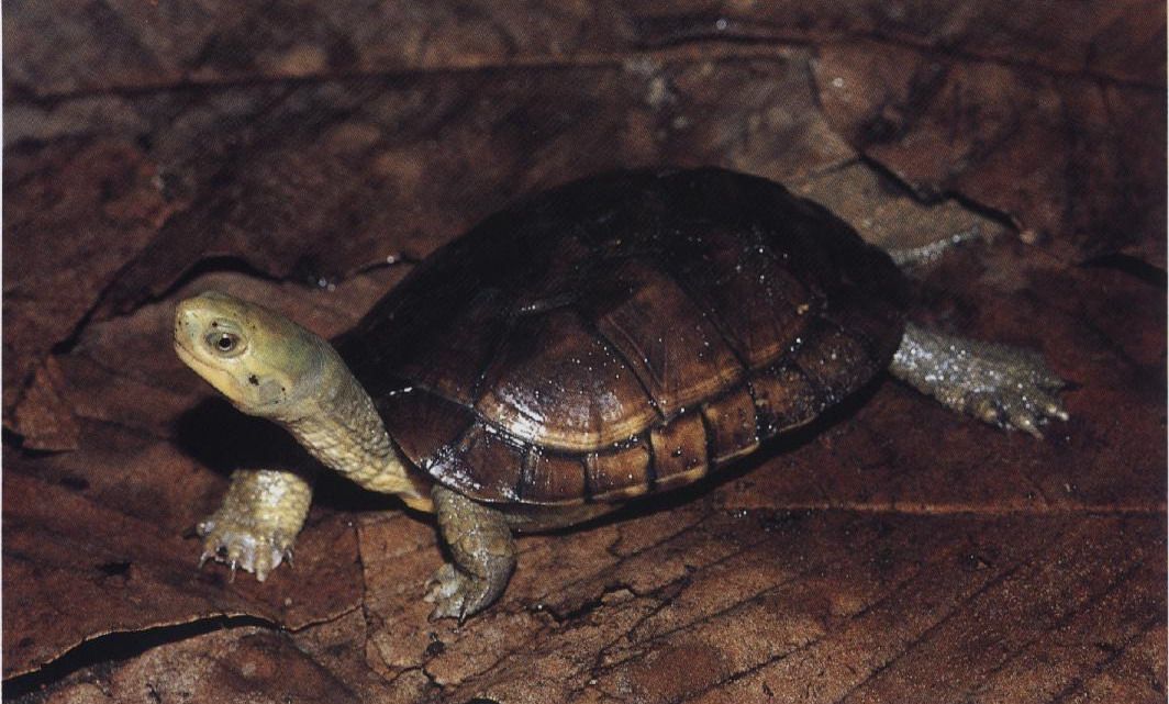 黄喉拟水龟属几级保护 黄喉拟水龟保护级别