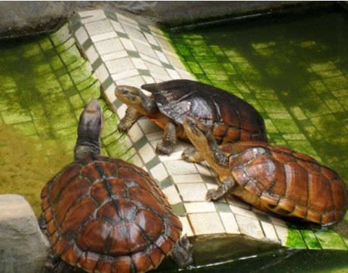黄喉拟水龟能长多大