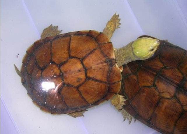 黄喉拟水龟繁殖 黄喉拟水龟的繁殖