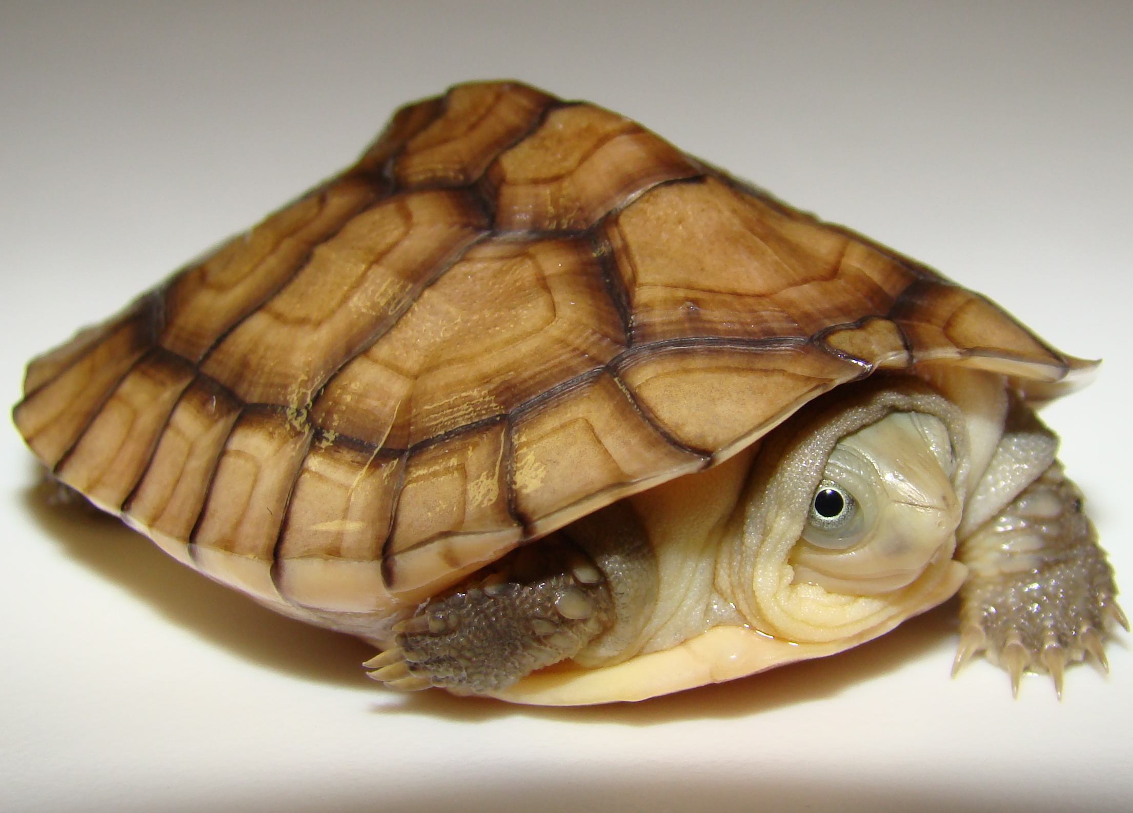 黄喉拟水龟寿命有多长