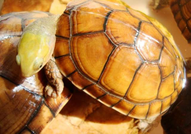 黄喉拟水龟能活多少年