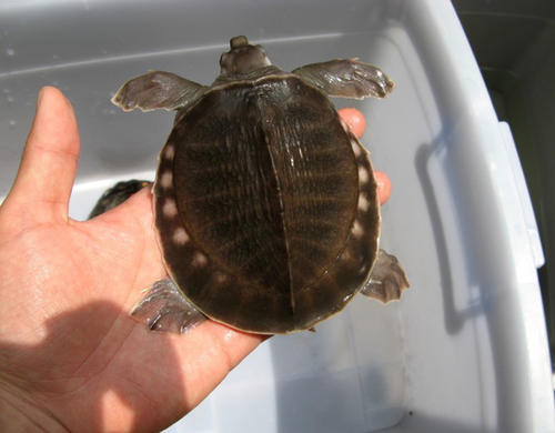 圆澳龟能长多大 圆澳龟成体多大