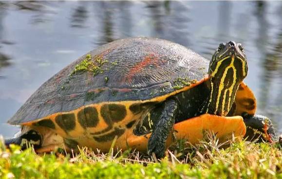 火焰龟寿命 火焰龟的寿命一般多少年