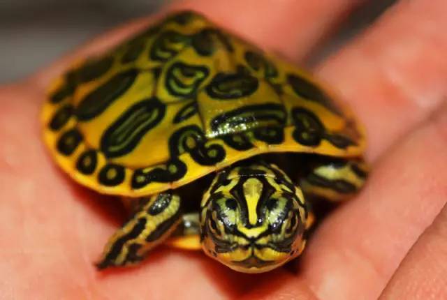 火焰龟繁殖 火焰龟的繁殖方式