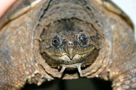 小鳄龟怕人怎么办