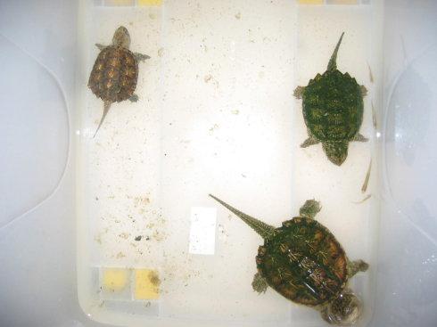 小鳄龟繁殖 小鳄龟的繁殖方式