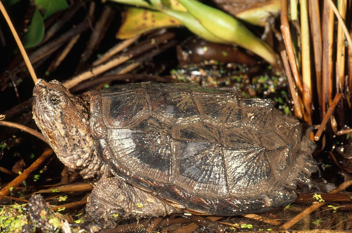 拟鳄龟能活多少年 拟鳄龟可以活多久