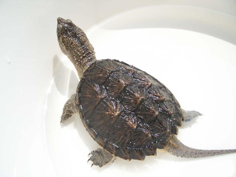 北美拟鳄龟寿命 北美拟鳄龟的寿命