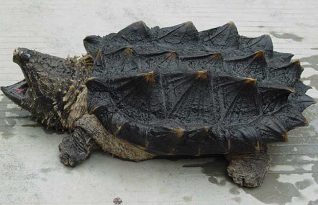 北美拟鳄龟怎么看公母 拟鳄龟区分雌雄