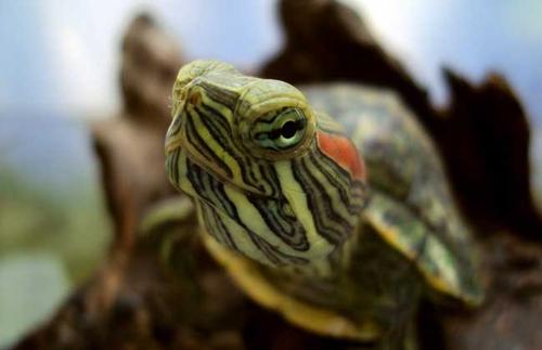 巴西红耳龟会传染病吗