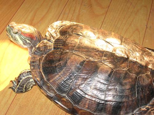 巴西红耳龟几年下蛋 巴西红耳龟多大下蛋