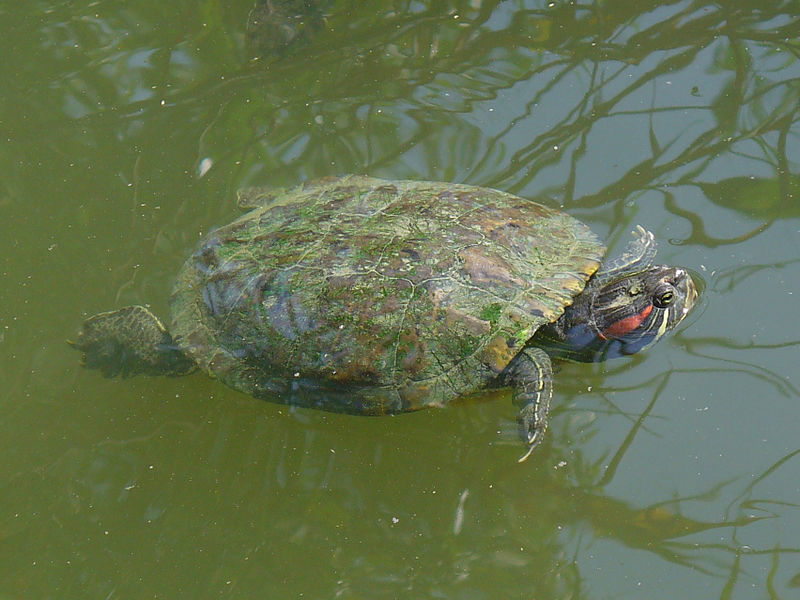 巴西红耳龟乌龟的寿命