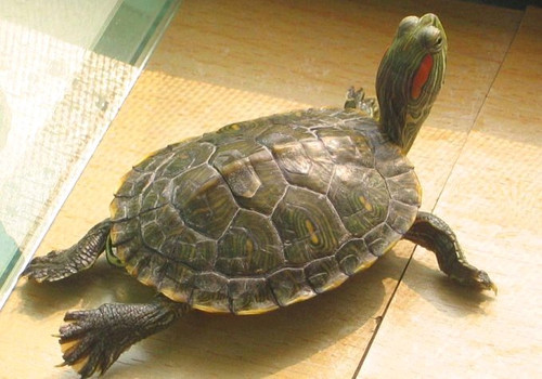 巴西红耳龟怕热吗