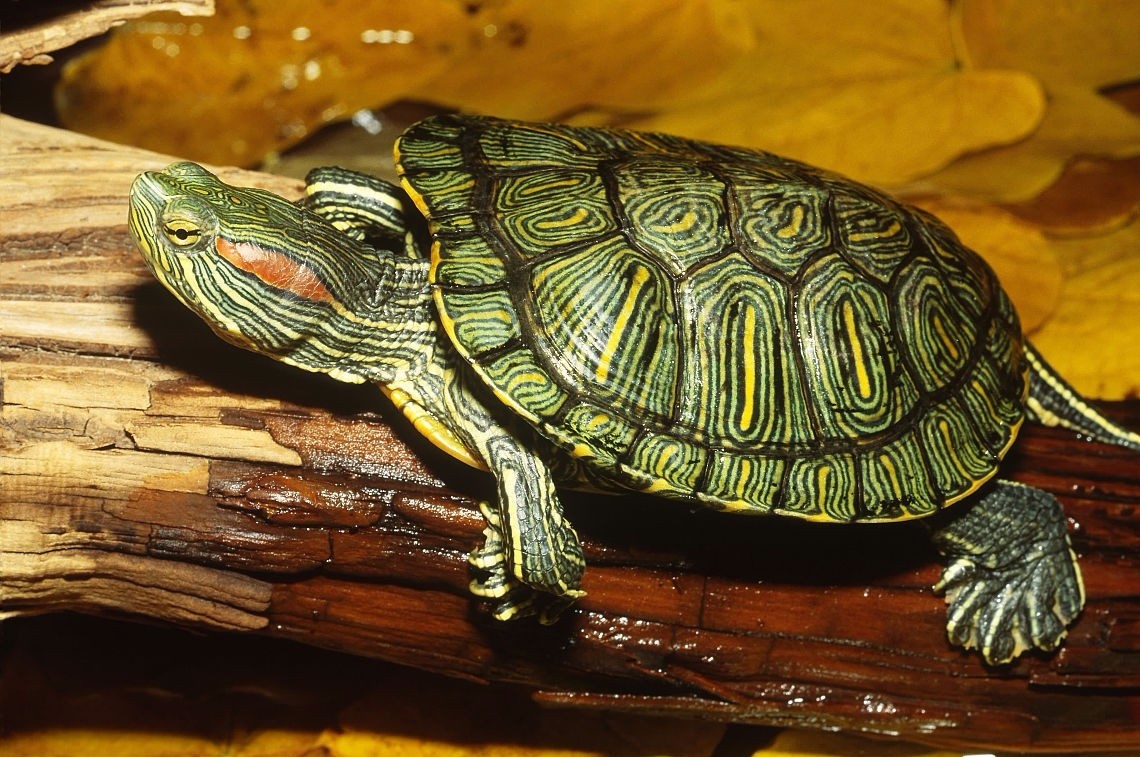 巴西龟怎么分公母 巴西龟如何分辨公母