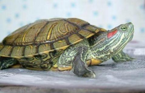 巴西龟能活多久 巴西龟可以活几年