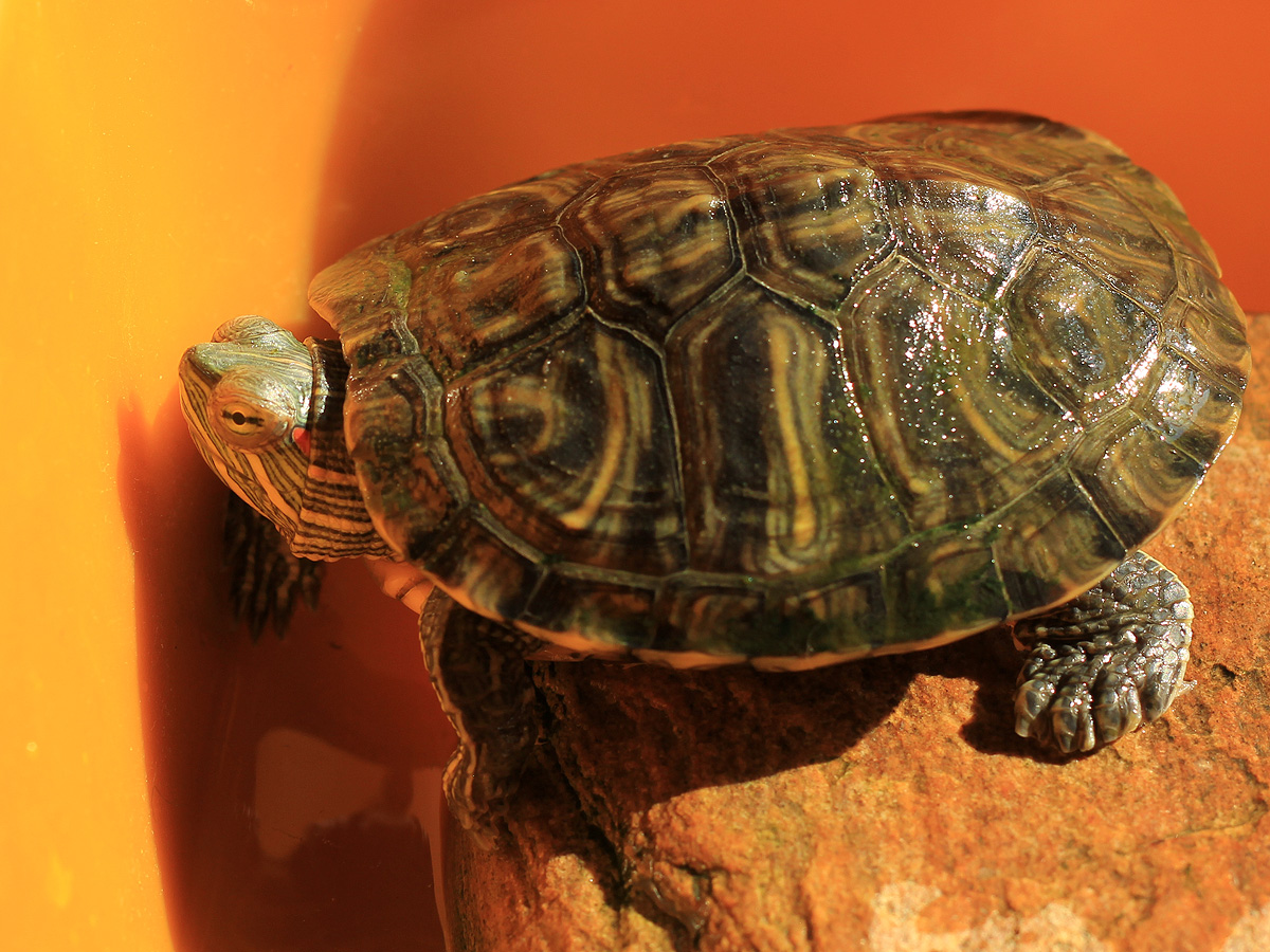 巴西红耳龟腐甲病怎么治