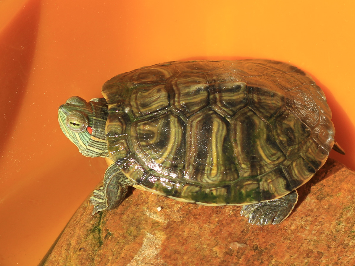 巴西红耳龟龟壳起皮怎么办