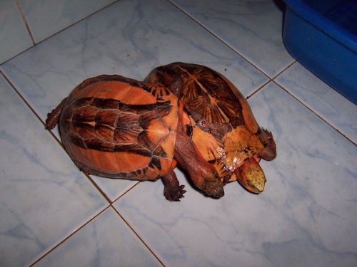 黄额闭壳龟多大能繁殖