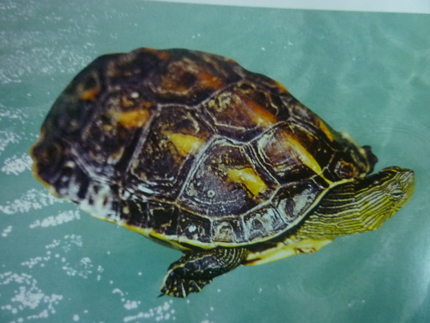 中华花龟和草龟有什么区别