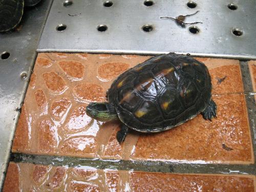 中华花龟寿命 中华花龟的寿命一般多少年