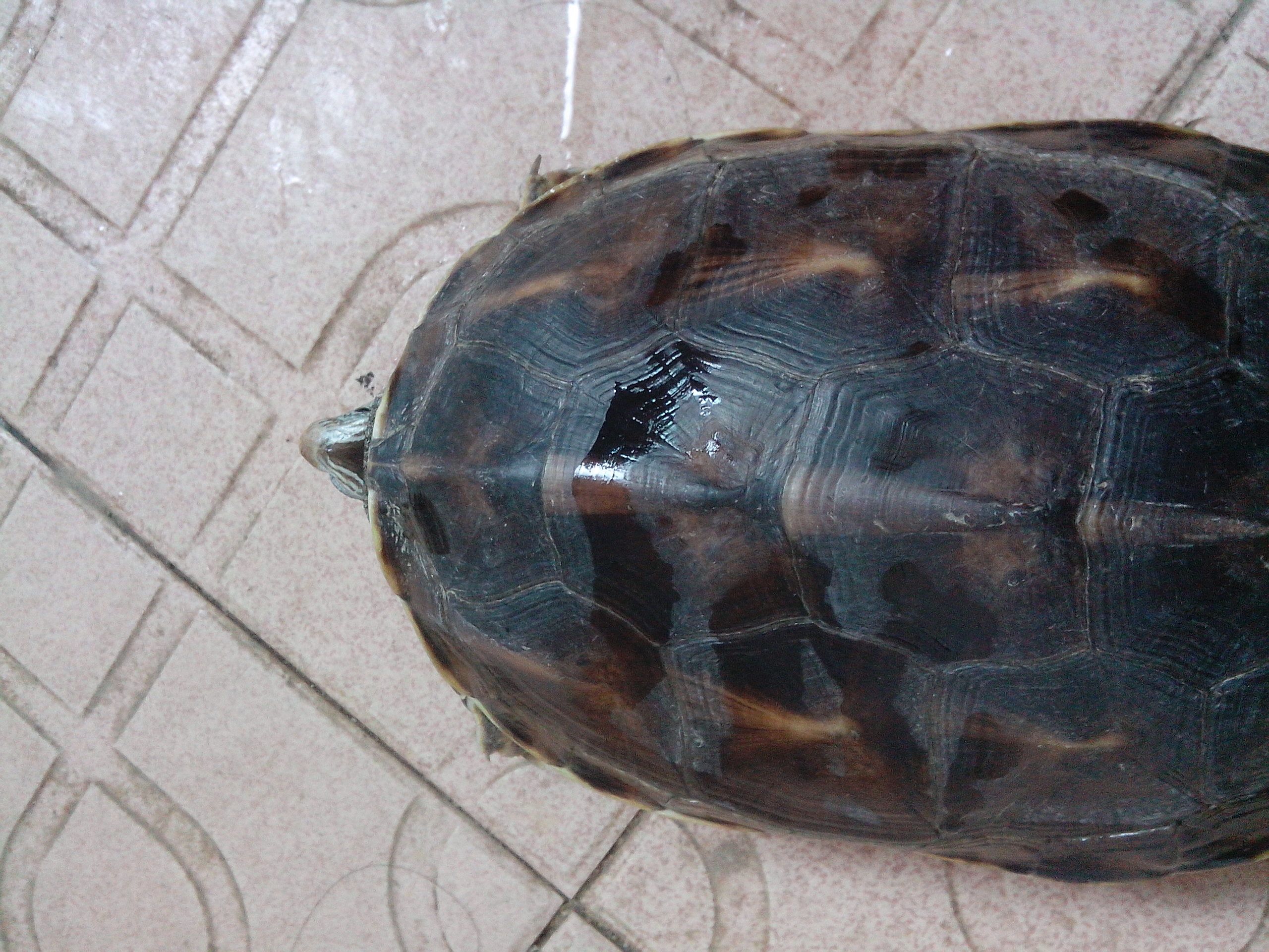 中华花龟能长多大
