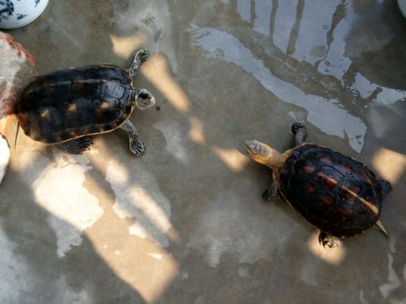 中华花龟是国家二级保护动物吗