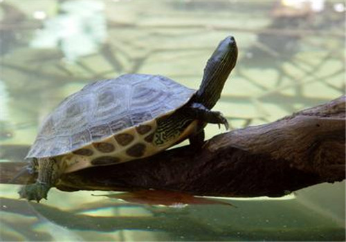 中华花龟怎么冬眠 中华花龟冬眠需要在水里吗