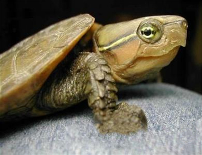 鹰嘴龟是几级保护动物 鹰嘴龟保护级别