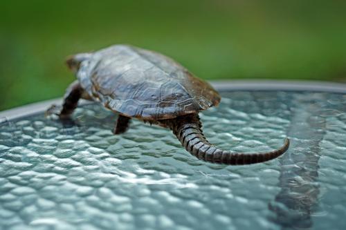 鹰嘴龟繁殖 鹰嘴龟的繁殖方式