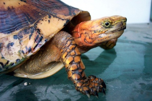 海南闭壳龟是不是保护动物 海南黄额闭壳龟是保护动物吗